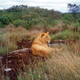 Image for article titled This Guy Raced A Tiny Two-Stroke DKW Surrounded By Lions In Africa